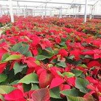 Down Home Ranch Poinsettias - our favorite fundraiser for the club!  This directly support Down Home Ranch residents and staff as well.
